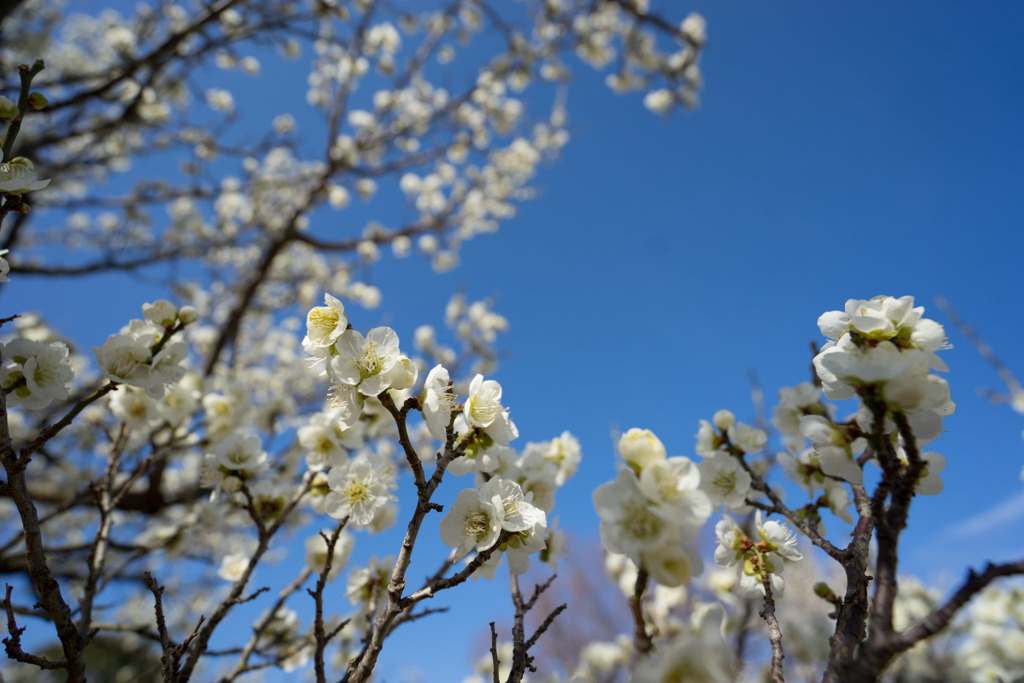 小田原フラワーガーデン【梅の花：一重緑萼】①20180218