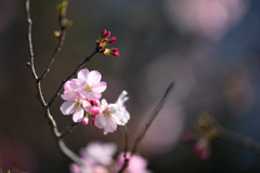 神代植物公園【サクラ：神代曙】⑤20240330