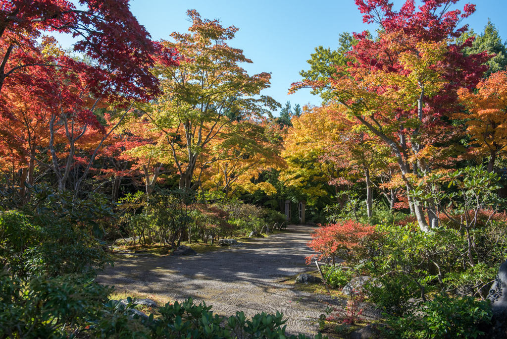 昭和記念公園【日本庭園：紅葉】⑧20191116