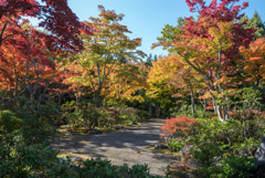 昭和記念公園【日本庭園：紅葉】⑧20191116