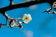 大船フラワーセンター【梅の花：翁】20220211銀塩NLP