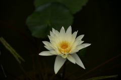 神代植物公園【温室の花：熱帯スイレン(ホワイト・ディライト)】20220709