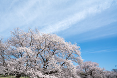昭和記念公園【桜の園：染井吉野のアップ】①20220402