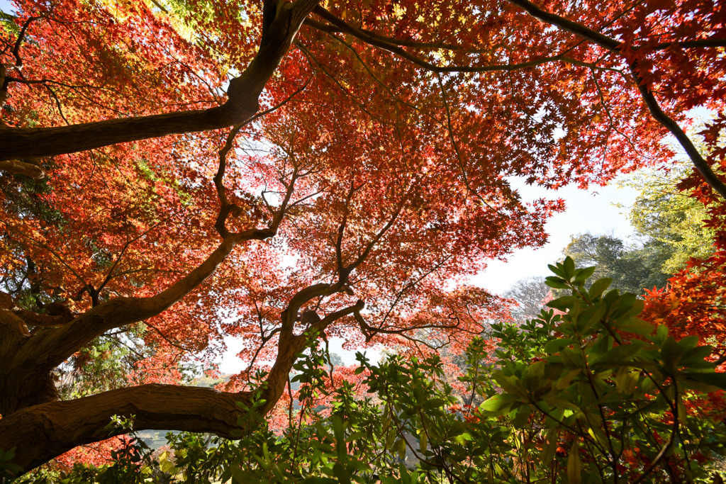 都内紅葉巡り【六義園：吹上茶屋付近】②20251128