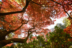 都内紅葉巡り【六義園：吹上茶屋付近】②20251128