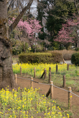 神代植物公園【ハナモモ：矢口と菜の花】②20170319