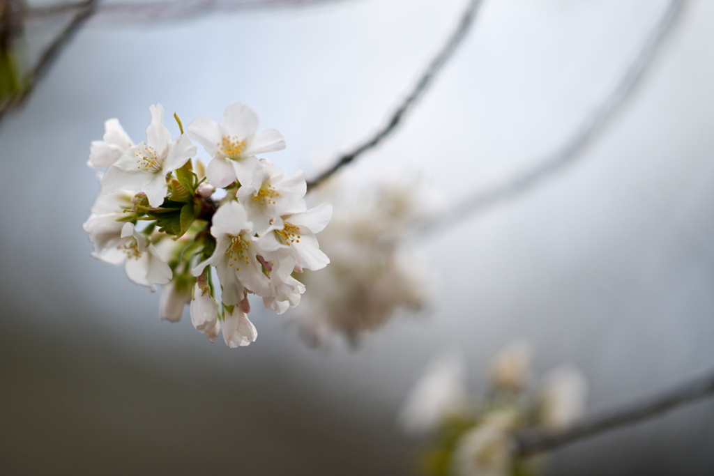 早春の新宿御苑【大島桜】②20240319