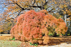 新宿御苑【ミュージアム付近のタムケヤマ③】①20251124