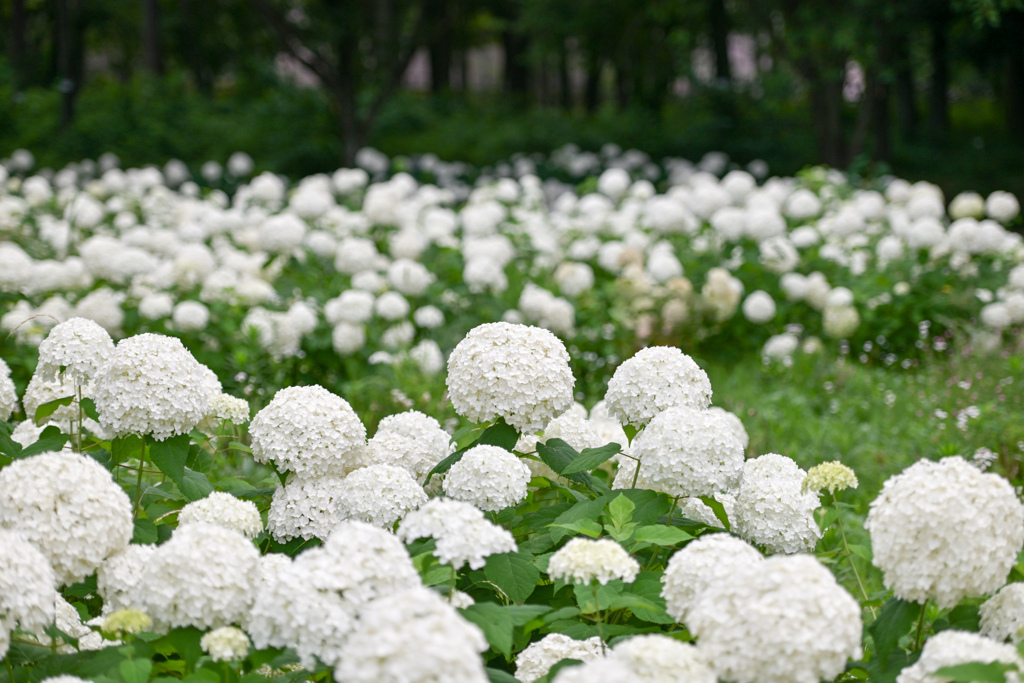 相模原北公園【アジサイ：アナベル】①20240627
