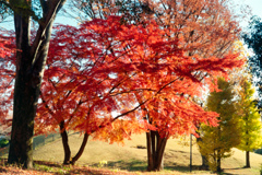 神代植物公園【自由広場：南口付近の紅葉】④20231202銀塩NLP