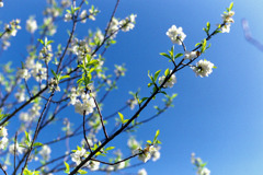 早春の神代植物公園【ハナモモ：寒白】②20200315