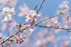 神代植物公園【サクラ：神代曙】③20240330