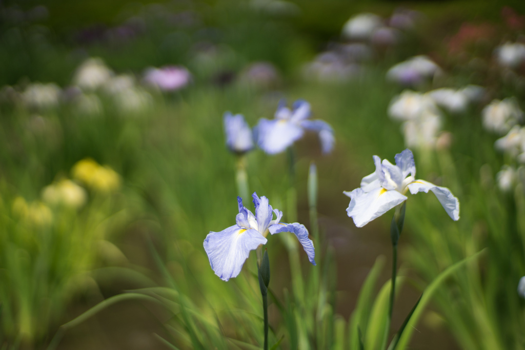 薬師池公園【花菖蒲：水の光】20220605