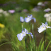 薬師池公園【花菖蒲：水の光】20220605