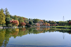 昭和記念公園【日本庭園の紅葉：池周辺の眺め】⑤20251117