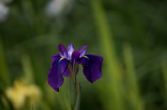 【正覚寺(花菖蒲)】④20160604