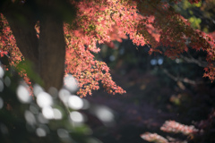 都内紅葉名所巡り2【六義園：滝見茶屋付近の紅葉】③20211128