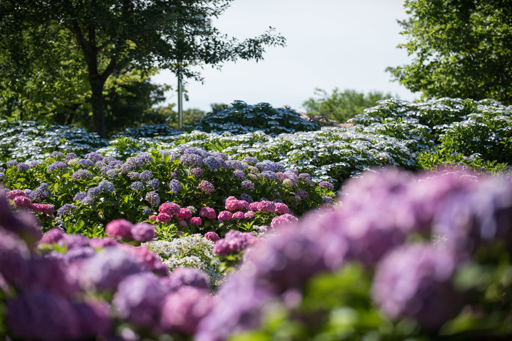 【相模原北公園の景色】①20150628