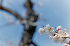 小田原FG【梅：十郎】20190224