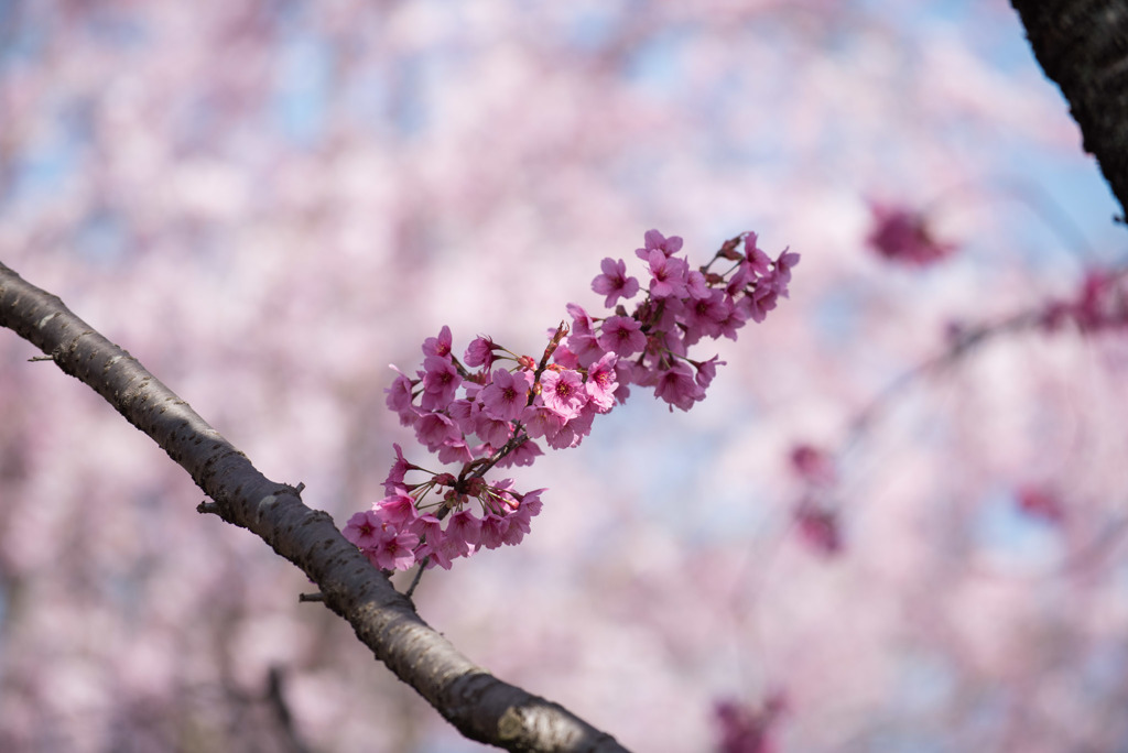 神代植物公園【サクラ：横浜緋桜】20180331