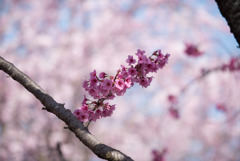 神代植物公園【サクラ：横浜緋桜】20180331