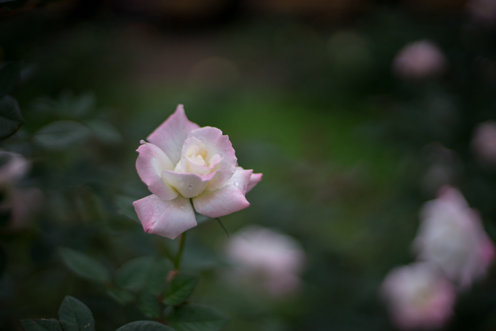 神代植物公園【秋バラ：夕霧】20191020