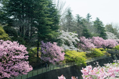 昭和記念公園【朝掘川：ふれあい橋からの眺め】③20200326