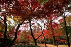 京都紅葉狩り【永観堂：紅葉】③20201123