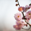 【大船植物園(内裏)】20150207.jpg