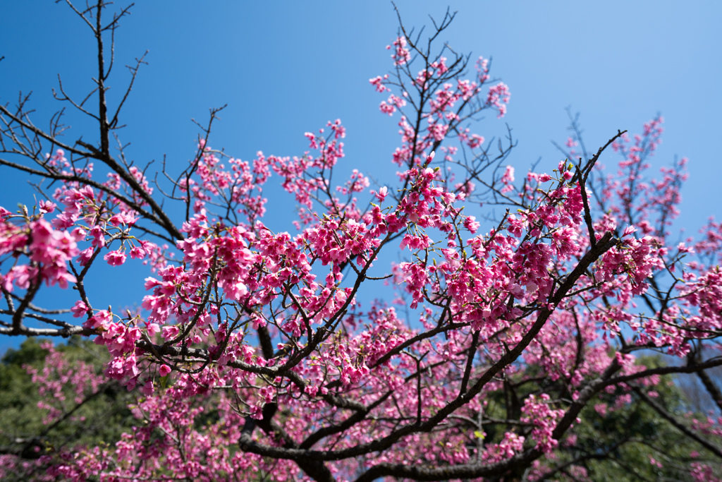 神代植物公園【寒緋桜】②20230319