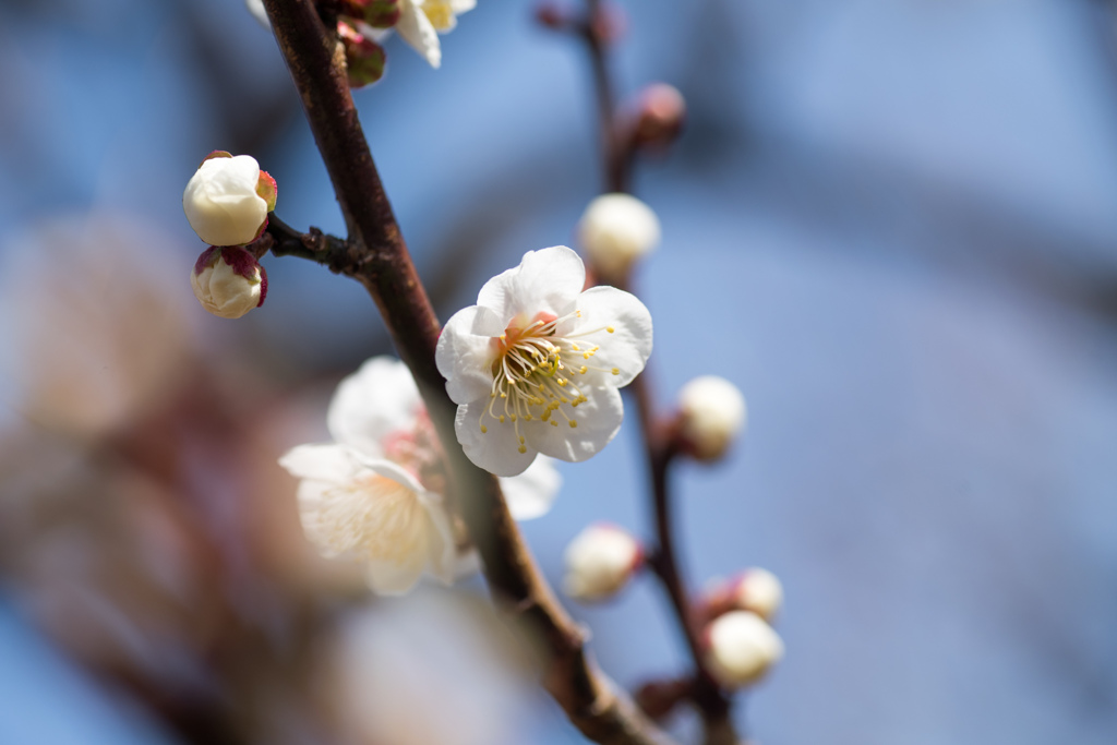 府中市郷土の森公園【梅の花：白加賀】20220305
