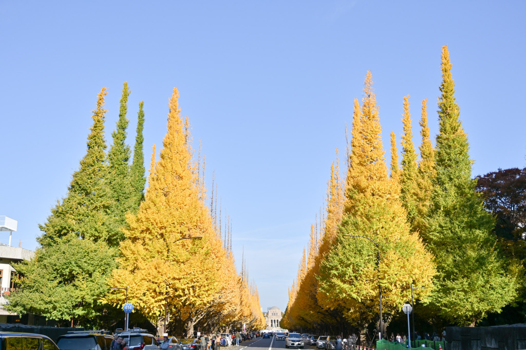 神宮外苑【いちょう並木】①20251124