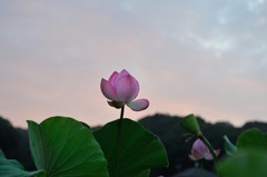【小山田神社・大賀蓮】①20140721 