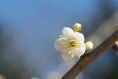 小田原フラワーガーデン【梅：月の桂】②20170128