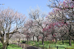 府中市郷土の森【梅園の眺め】④20250309
