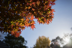 小石川後楽園【円月橋付近の紅葉】20171126