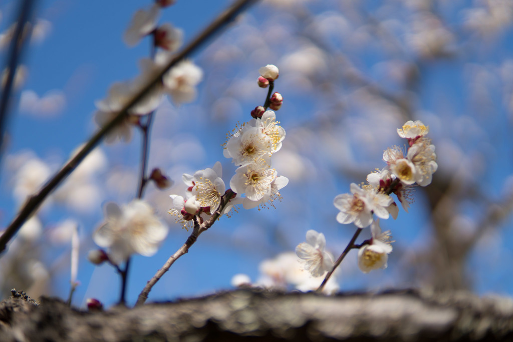 神代植物公園【梅：白難波】④20190126