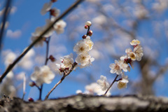 神代植物公園【梅：白難波】④20190126