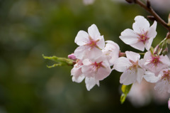 【相模原公園(寒桜)】20160313