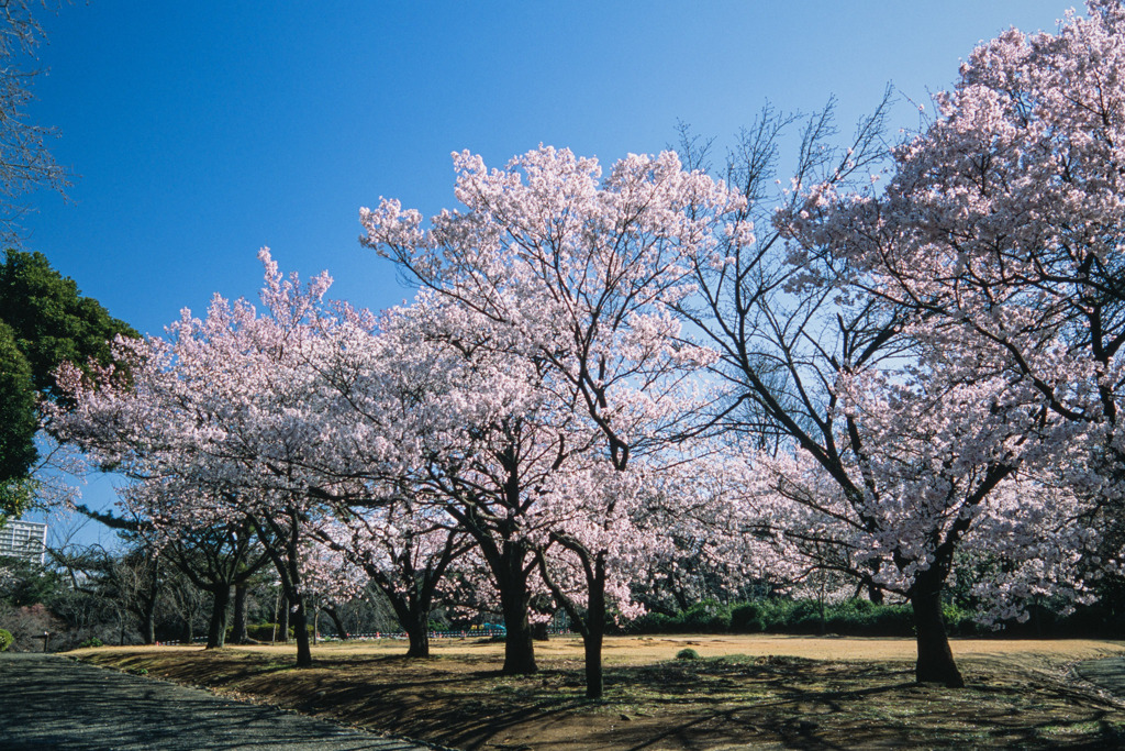 新宿御苑【サクラ：高遠小彼岸】①20200320