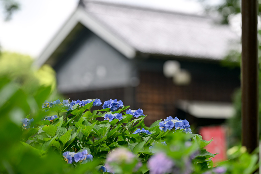 府中市郷土の森【旧町役場庁舎(アジサイ)】②20250620