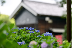 府中市郷土の森【旧町役場庁舎(アジサイ)】②20250620