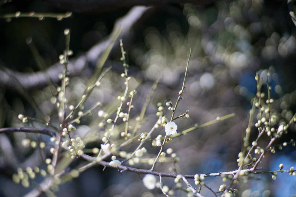 大船フラワーセンター【梅の花：大輪緑萼】20210206