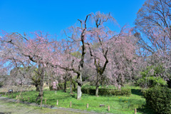 神代植物公園【サクラ：八重紅枝垂桜】20250404