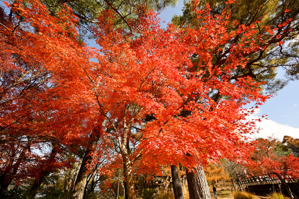 富士五湖の紅葉【山中湖】④20251116