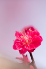 小田原FG【梅：鹿児島紅】②20190210