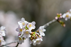 王禅寺ふるさと公園【玉縄桜】⑧20240226