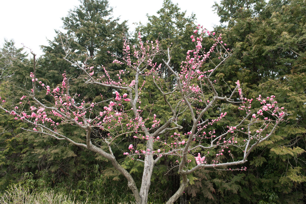 【小田原フラワーガーデン(記念)】①20150314