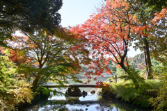 都内紅葉巡り【六義園：渡月橋と紅葉】20251128