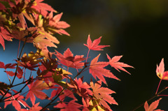 【新宿御苑(紅葉)】②20151128